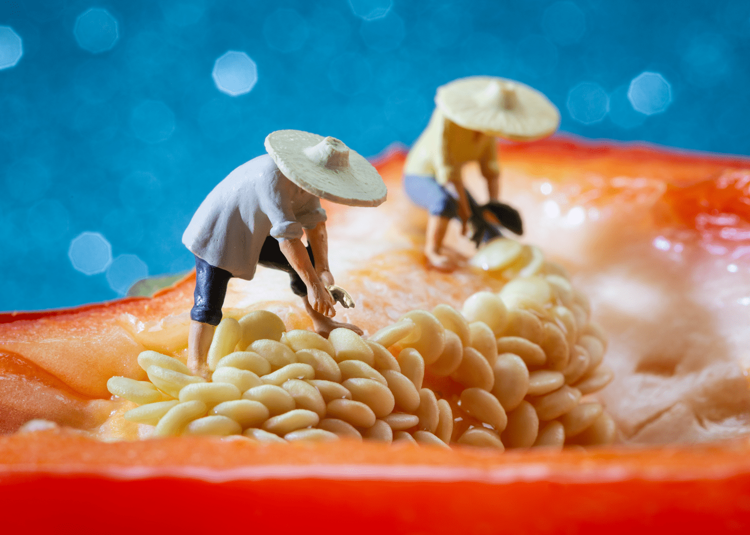 Photographie miniature créative de personnages récoltant des graines sur un poivron, par David Gilliver