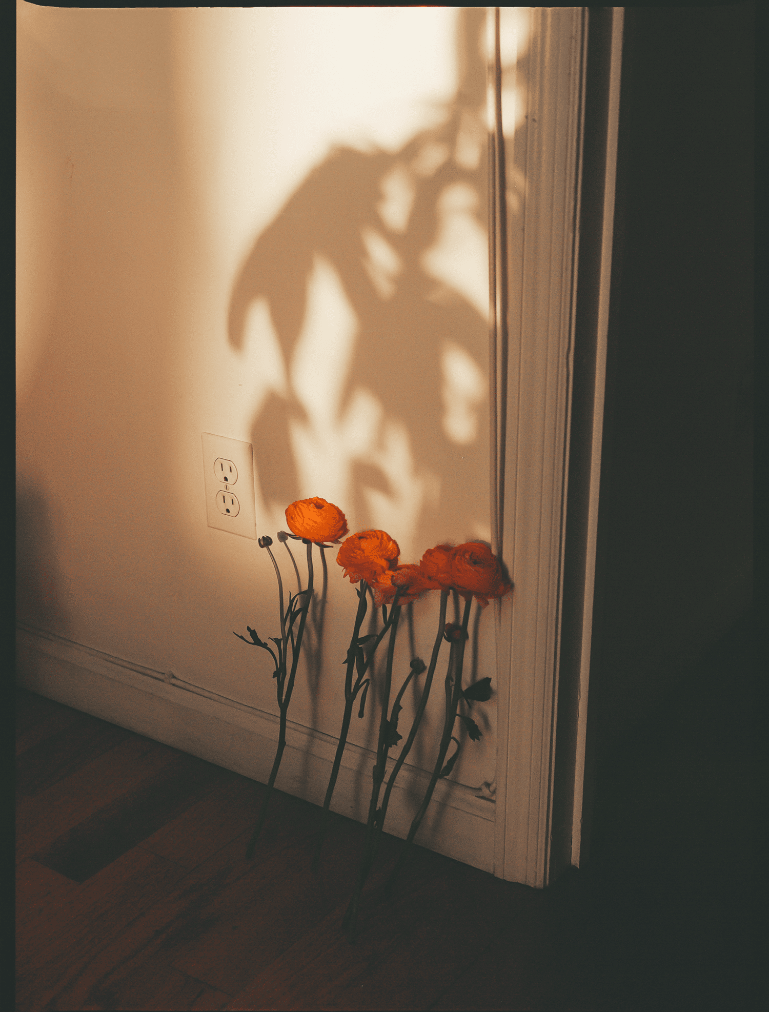 photography wall of light