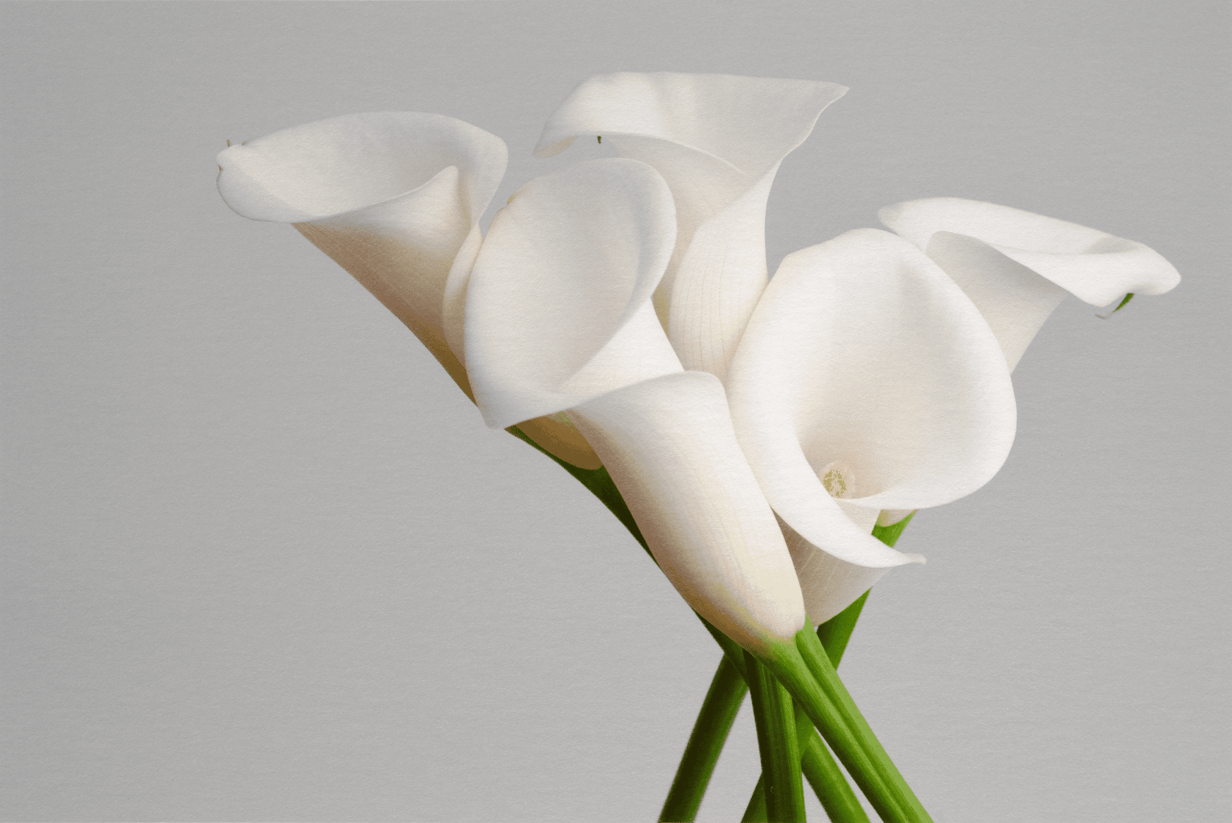 Carbon print of a flower created using a pigment-based carbon printing process, known for permanence and rich tonal depth