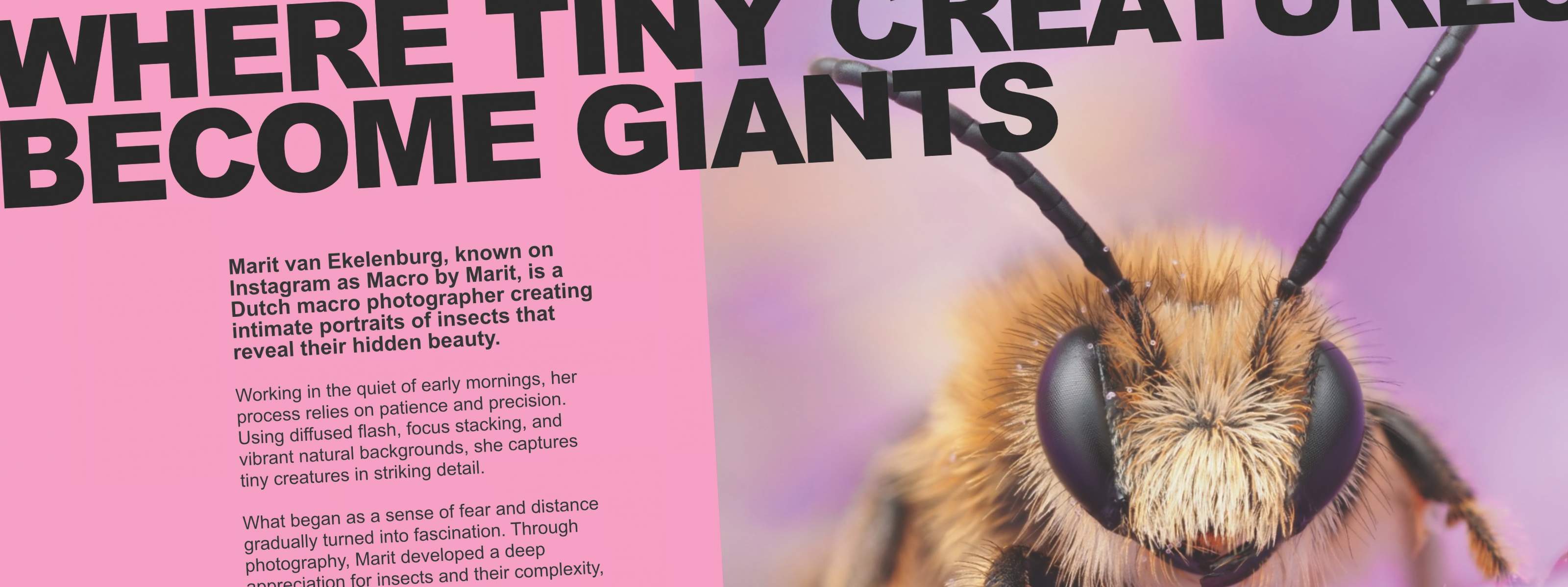 Design de layout de várias páginas no tutorial do Affinity, mostrando texto estruturado, título em destaque e imagem detalhada de um inseto para impressão.