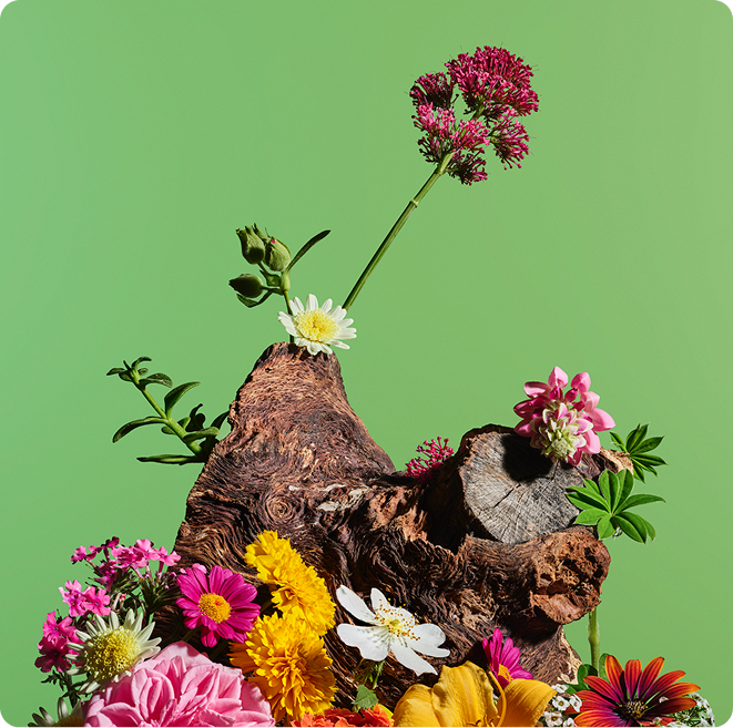 A piece of driftwood with several colorful flowers, including pink, white, and red blooms, arranged against a bright green background.