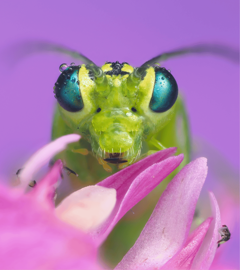 Close-up of a green insect with large blue eyes perched on a pink flower against a purple background