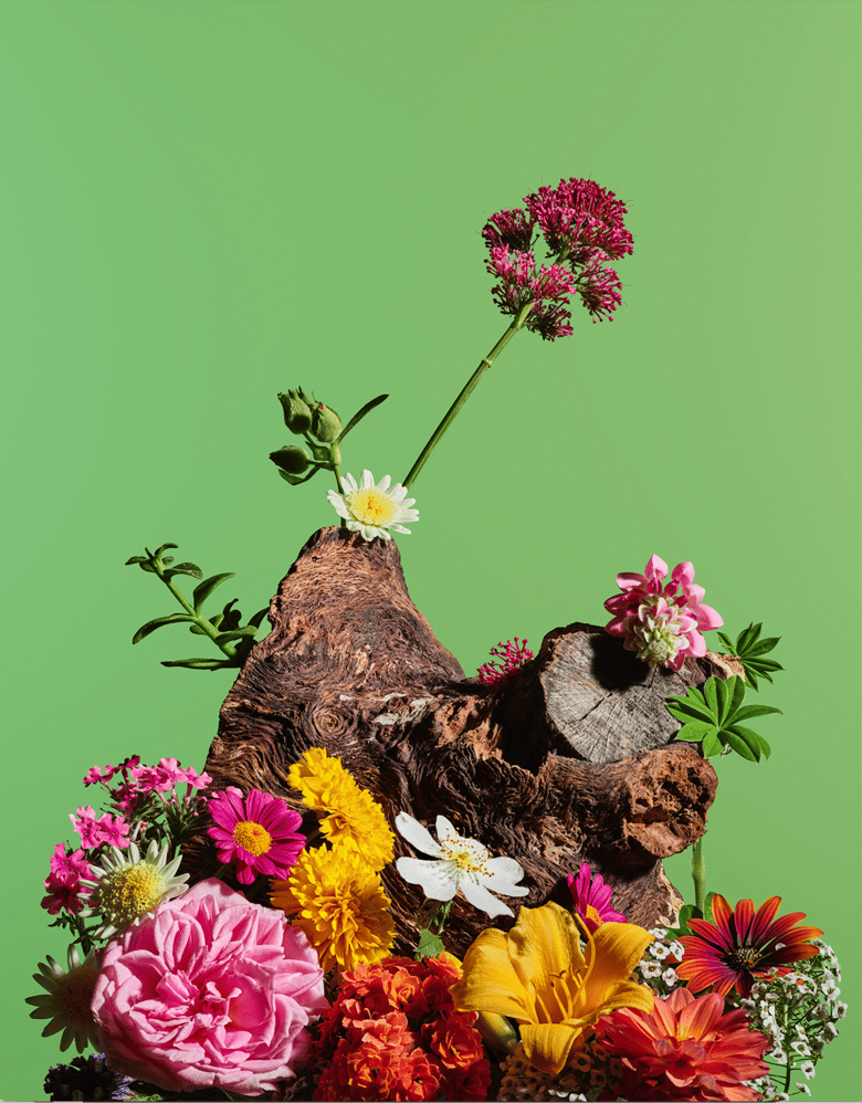 Arrangement of colorful flowers blooming from a piece of driftwood against a green background.